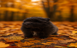 Pomeranian dogs for sale: Stunning Blue Pomeranian Female - Advert 7