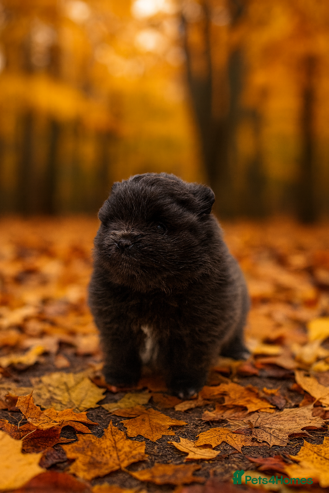 Pomeranian dogs for sale: Stunning Blue Pomeranian Female - Advert 7