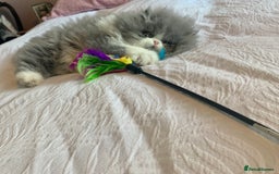 Persian cats for sale: GCCF Reg,Persian Kittens - Image 1