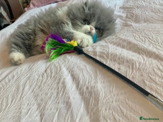 Persian cats - Advert 6