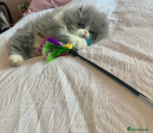 Persian cats - Advert 13