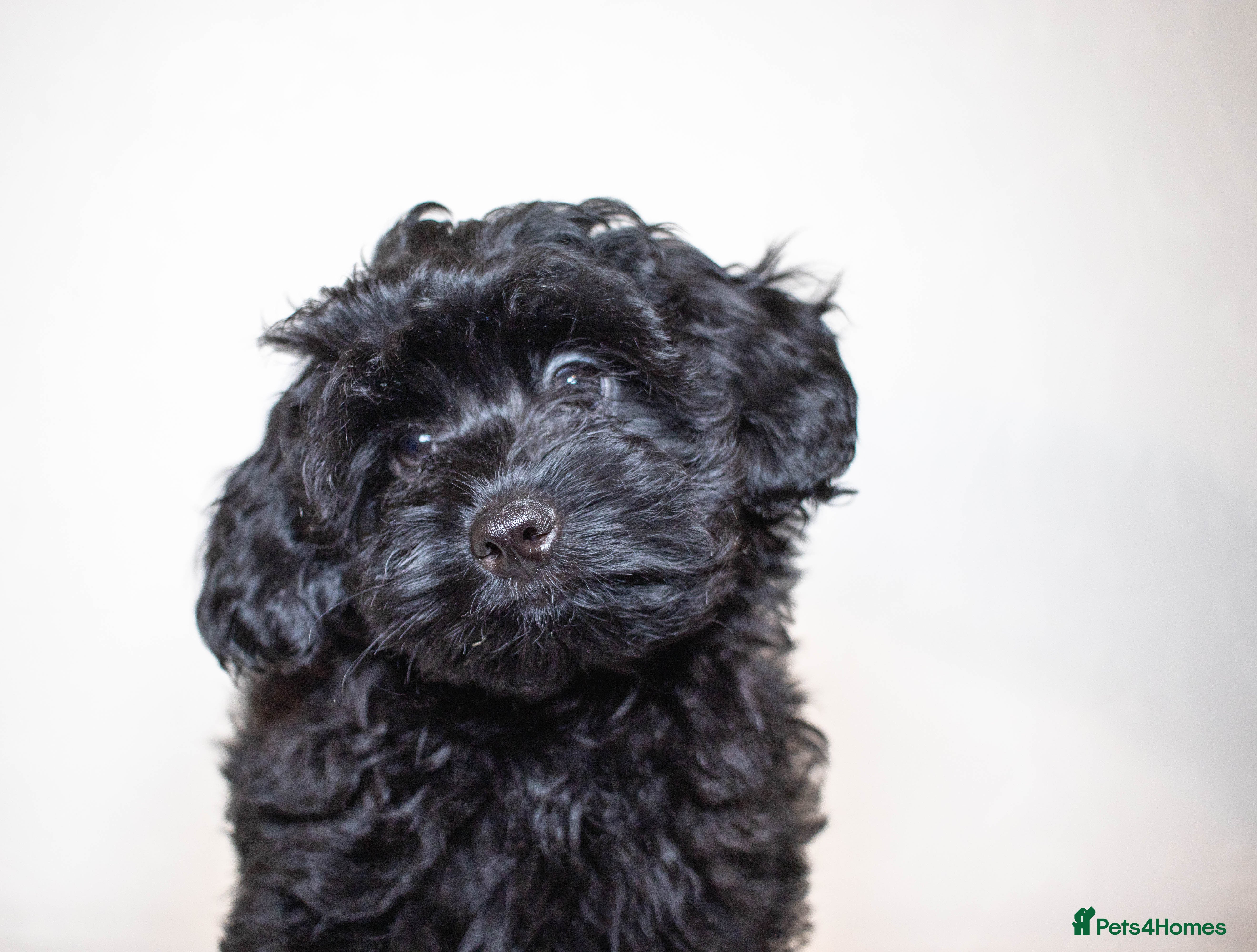 Mixed Breed dogs Toy poodle x Havanese.  F1. Boy.  - Advert 5