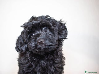 Mixed Breed dogs Toy poodle x Havanese. F1. Boy. - Advert 7