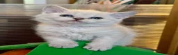 Selkirk Rex cats for sale: Gorgeous Selkirk Rex Colourpoint Girl ready to go - Advert 1