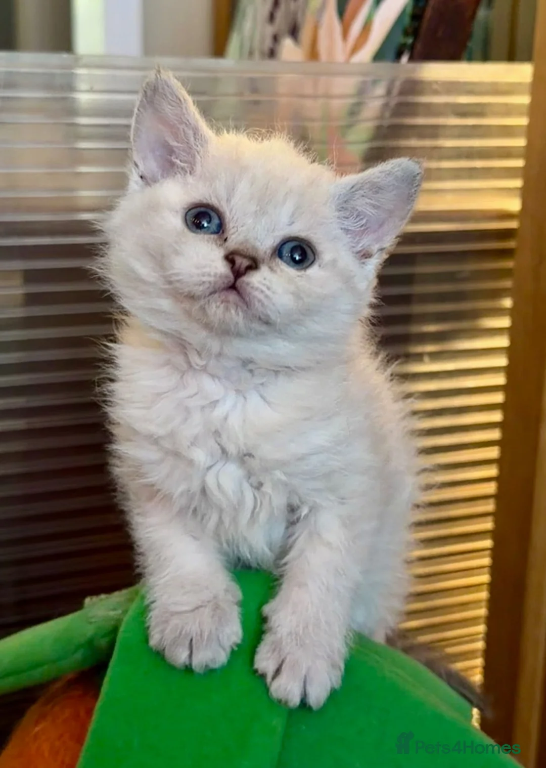 Selkirk Rex cats for sale: Gorgeous Selkirk Rex Colourpoint Girl ready to go - Advert 1