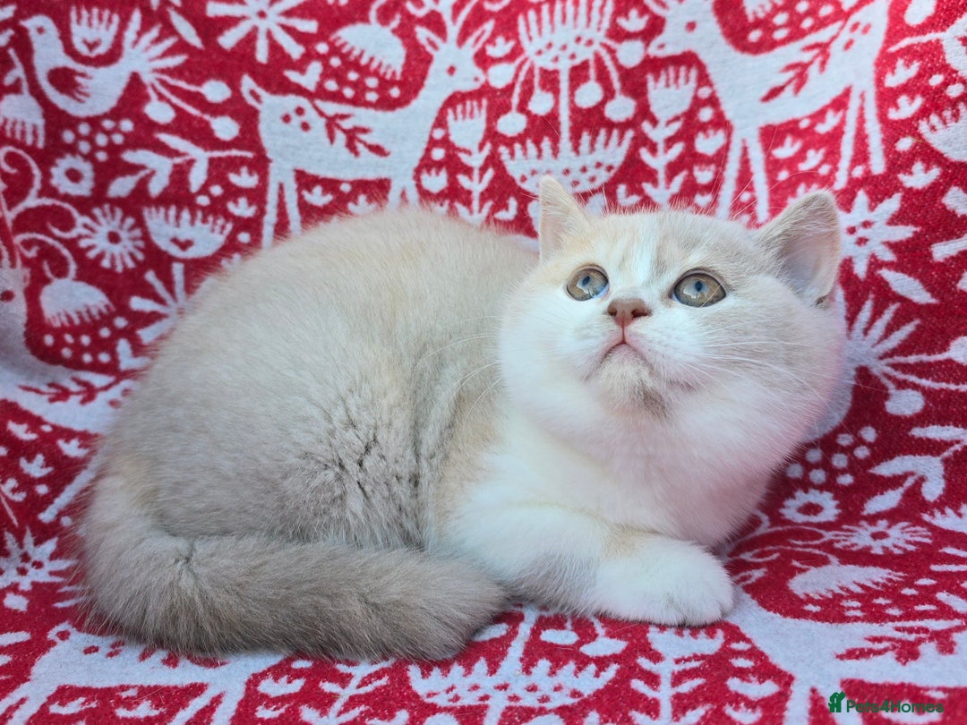 British Shorthair cats for sale: Stunning British Shorthair Kittens  - Advert 19
