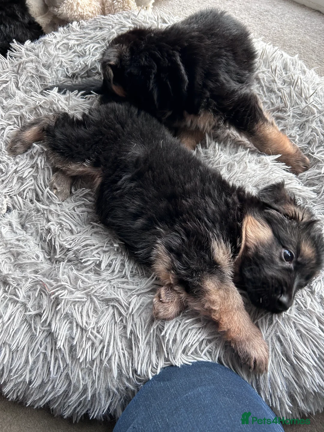 German Shepherd dogs for sale: Pure breed German shepherd puppies  - Advert 6