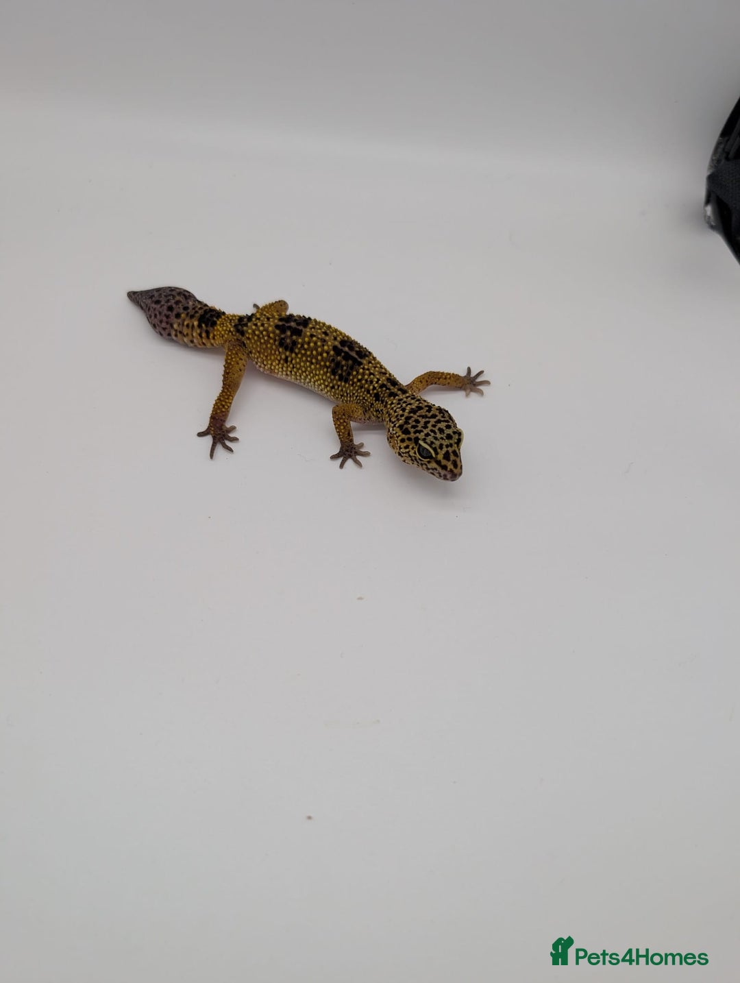 Leopard Gecko reptiles for sale: Black Night Cross Leopard Gecko  - Advert 37