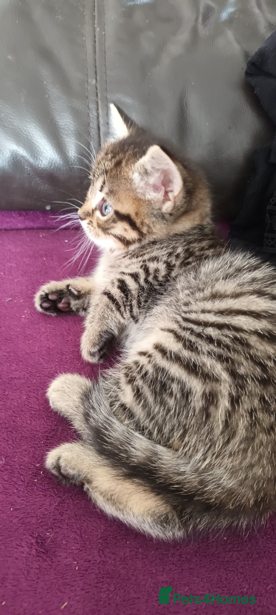British Shorthair cats for sale: British short hair/black ghost tabby - Advert 1