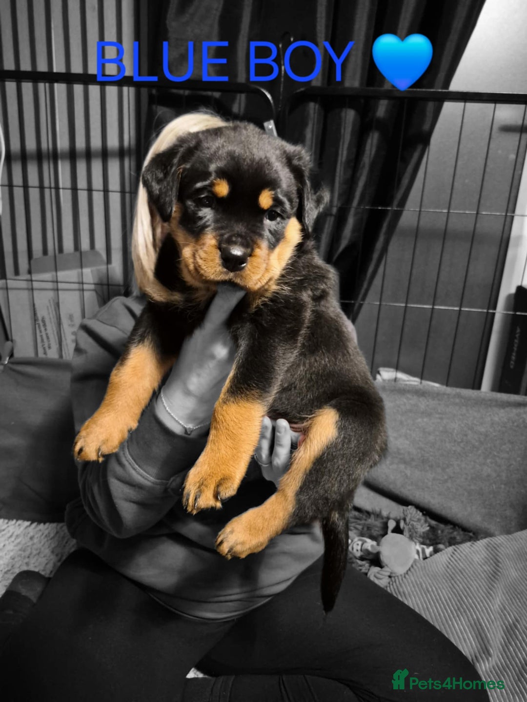 Rottweiler dogs for sale: Chunky Rottweiler puppies for sale  - Advert 4