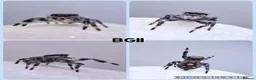 Spiders invertebrates for sale: Bahamas jumping spiders - Advert 6
