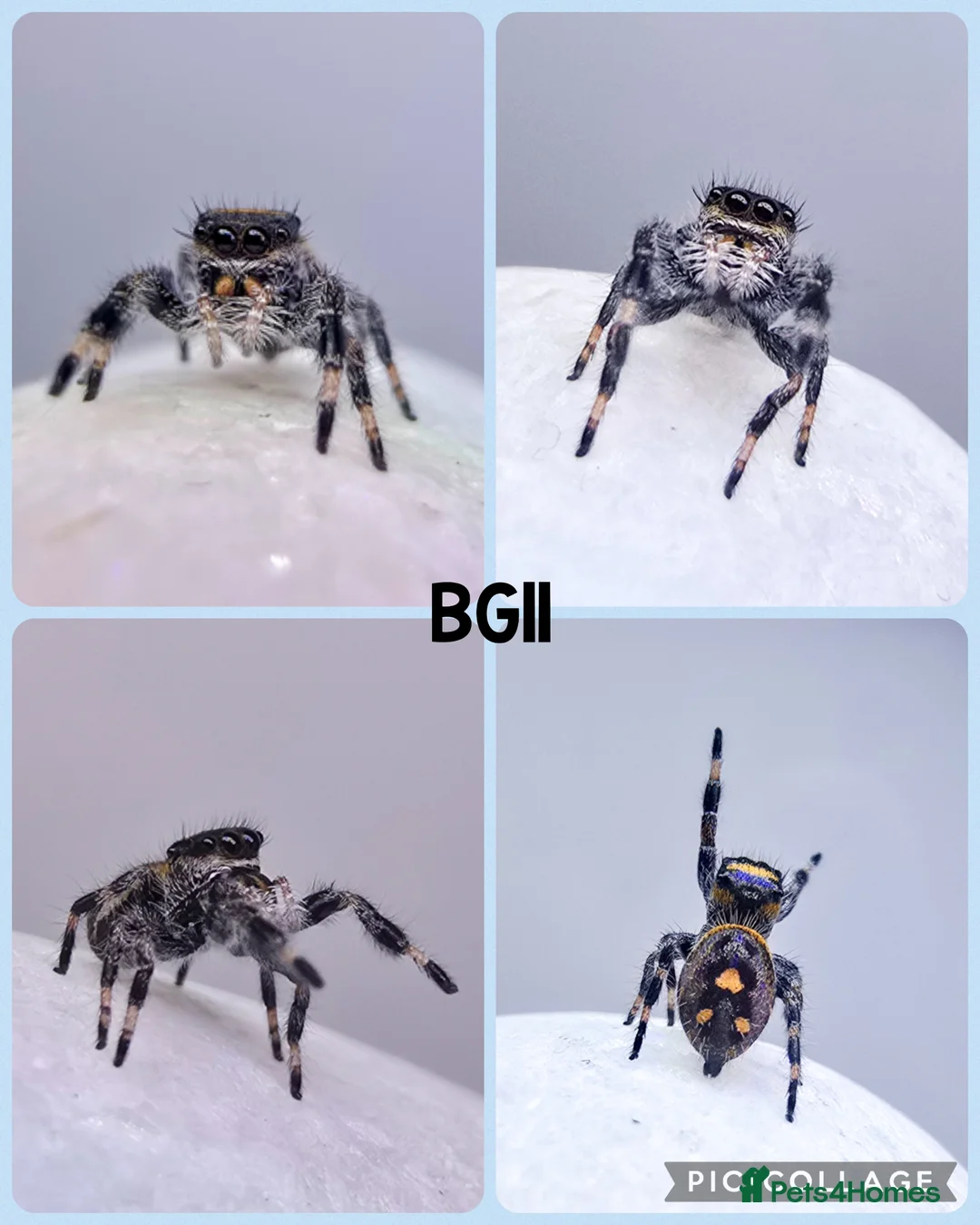 Spiders invertebrates for sale: Bahamas jumping spiders - Advert 6