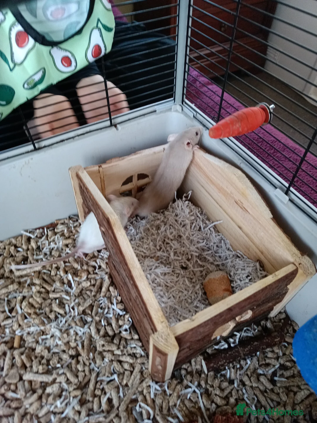 Rat rodents for sale: 3 Dwarf rats and cage  - Advert 4