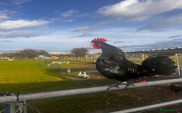 Chickens poultry - Advert 3