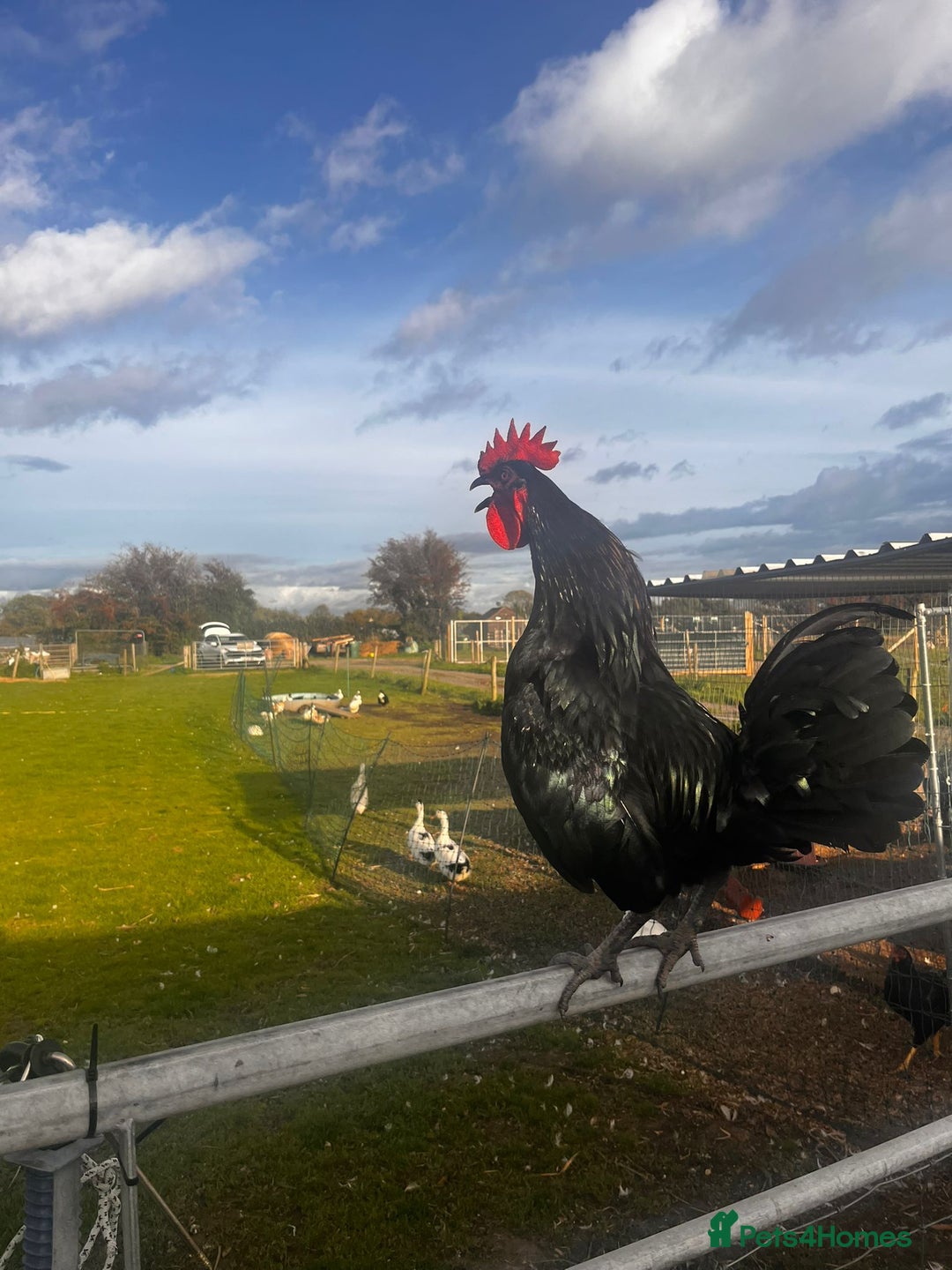Chickens poultry for sale:  Cockerels ready for new homes from a rescue  - Image 1