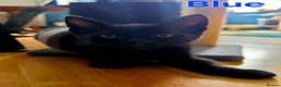 Domestic Shorthair cats for sale: ×2 Black (M) Kittens fully vax flead and dewormed - Advert 16
