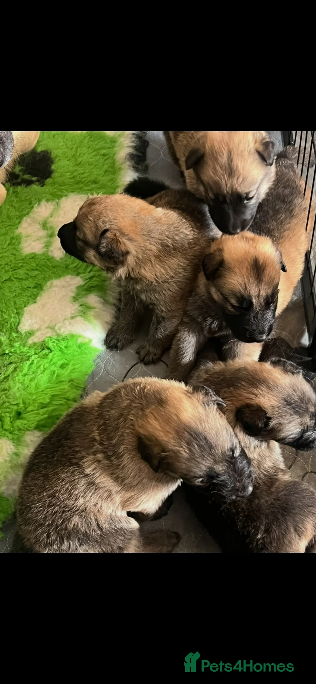 German Shepherd dogs for sale: OUTSTANDING LONG HAIRED GERMAN SHEPARD PUPPIES - Advert 2