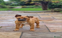 Mixed Breed dogs for sale: Bulldog cross German Shepherd puppy - Advert 4