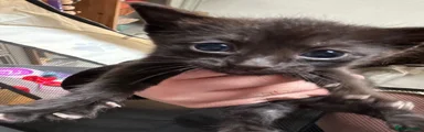 Toothless
