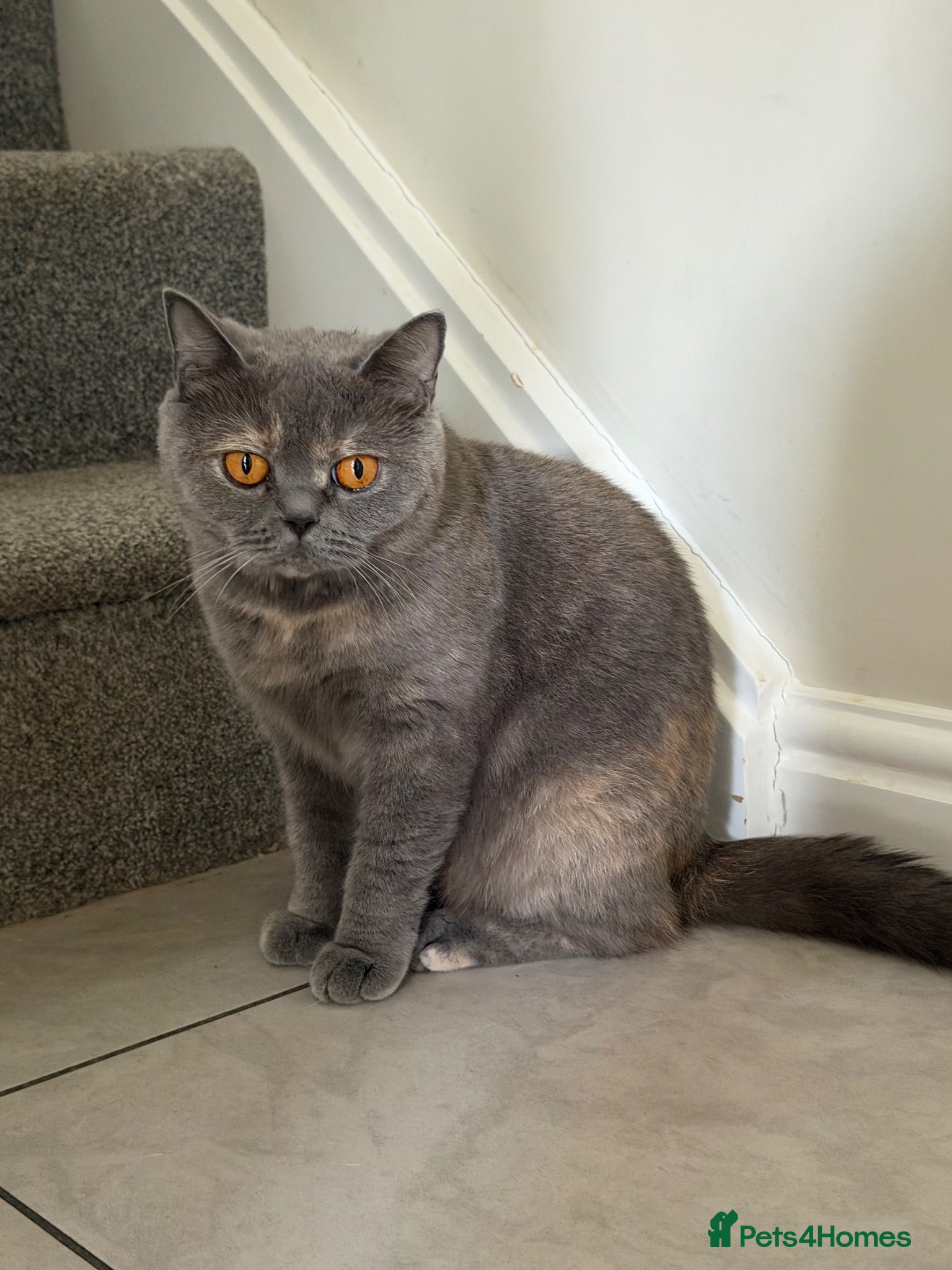 British Shorthair cats Loving home wanted - Advert 5