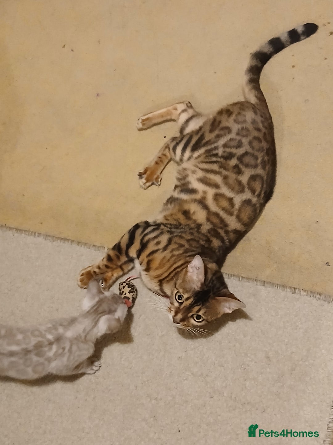Bengal cats for sale: Family Raised TICA Bengal Kittens - Advert 8