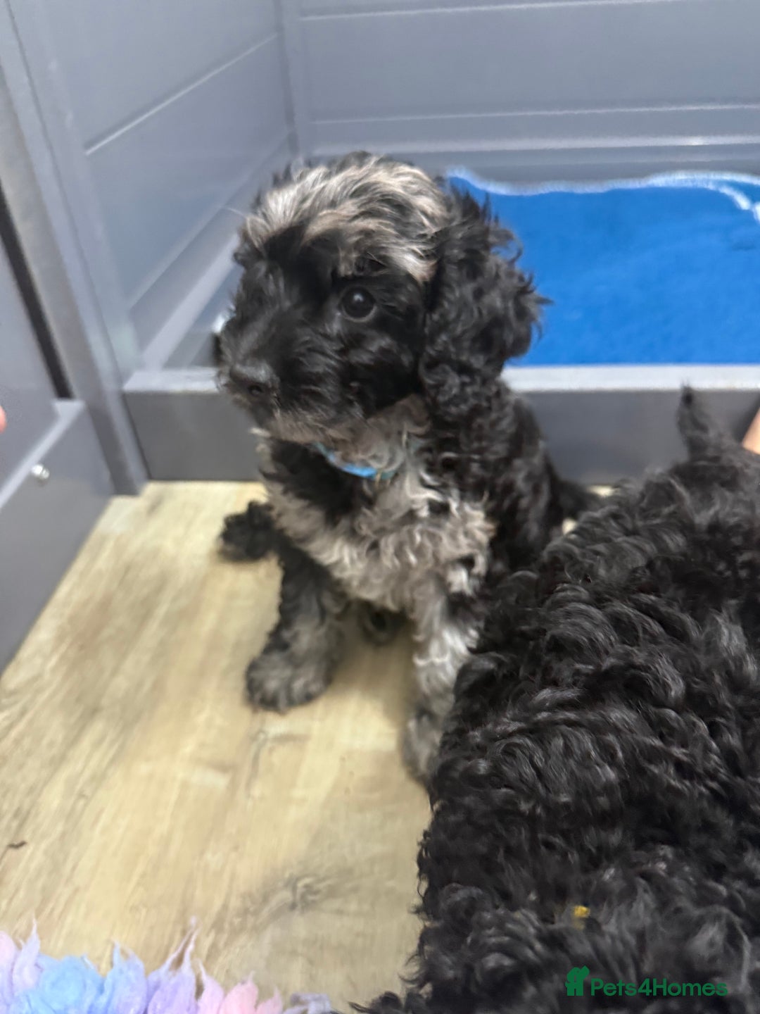 Cavapoo dogs for sale: READY NOW! Adorable Phantom F1b Cavapoo puppies  - Image 12