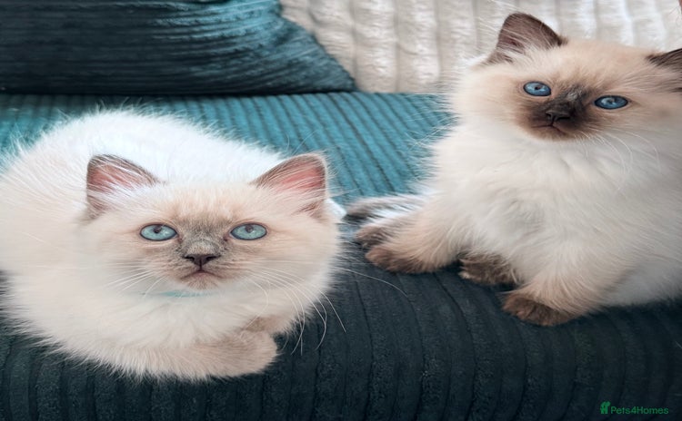 Ragdoll cats - Advert 4