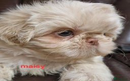 Shih Tzu dogs for sale: 6 Snow White Shih Tzu Pups.  - Image 10