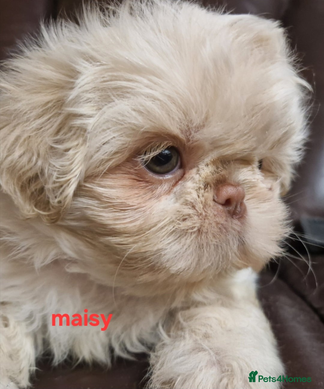 Shih Tzu dogs for sale: 6 Snow White Shih Tzu Pups.  - Image 10