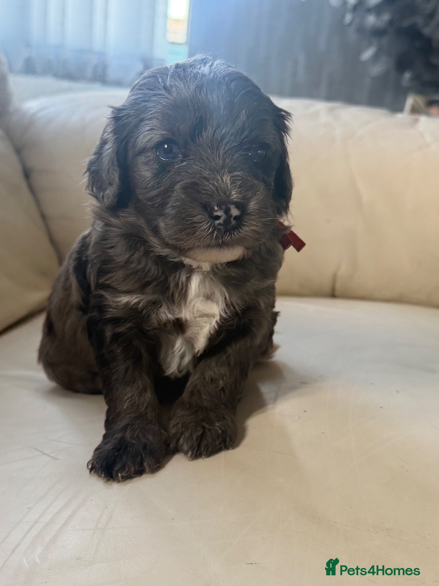 Cockapoo dogs Beautiful merle cockapoo puppies - Advert 9