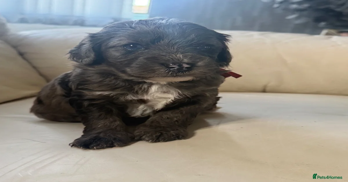Cockapoo Puppies for sale in Colchester, Essex | Pets4Homes