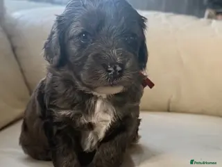 Cockapoo dogs Beautiful merle cockapoo puppies - Advert 9
