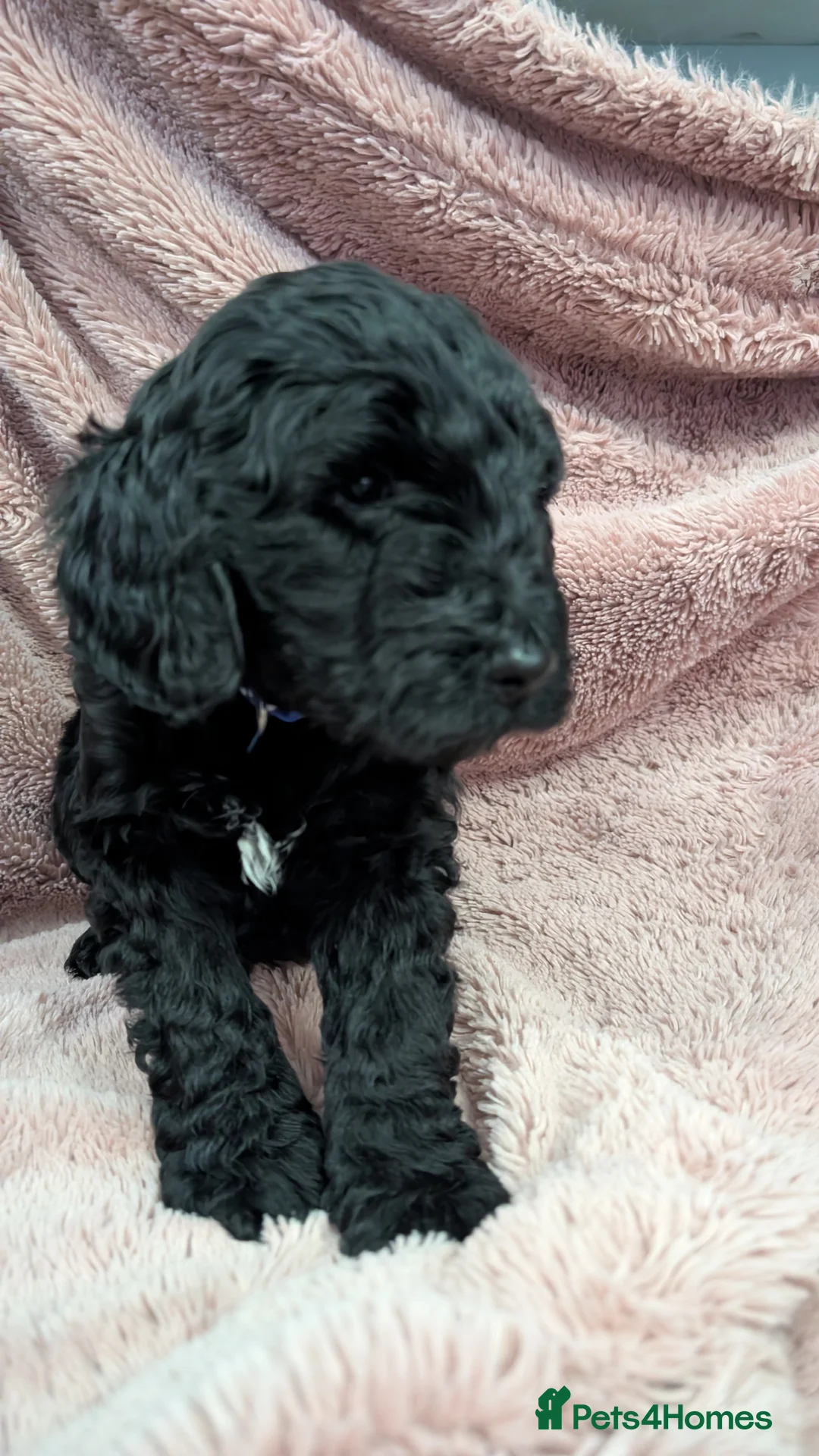 Labradoodle dogs for sale: 🐾 Labradoodle Puppies 🐾 - Advert 11
