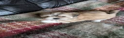 Lhasa Apso dogs for sale: Lhasa Apso puppies in Kent - Advert 28