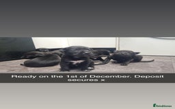 Mixed Breed dogs for sale: Cocker pei - Image 4