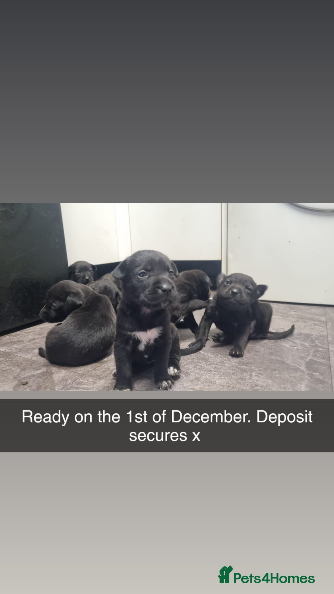 Mixed Breed dogs for sale: Cocker pei - Image 4