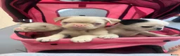 Pug dogs for sale: Stunning unique pug puppies - Advert 9