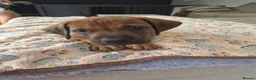 Rhodesian Ridgeback dogs for sale: KC Registered Rhodisian Ridgebacks  - Advert 14