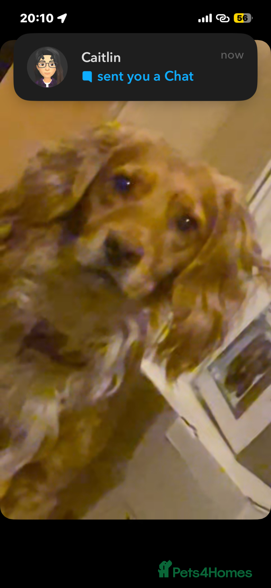 Cocker Spaniel dogs Male Cocker Spaniel - Advert 1