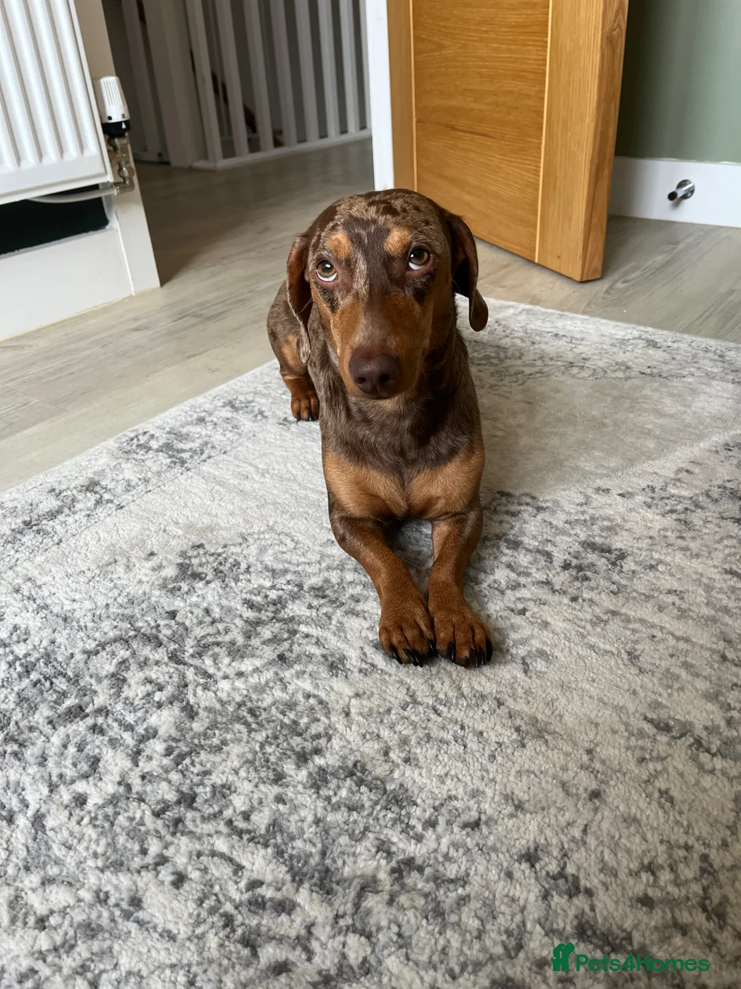 Dachshund dogs for sale: Miko & Atis - 2 beautiful male dachshunds - Advert 11