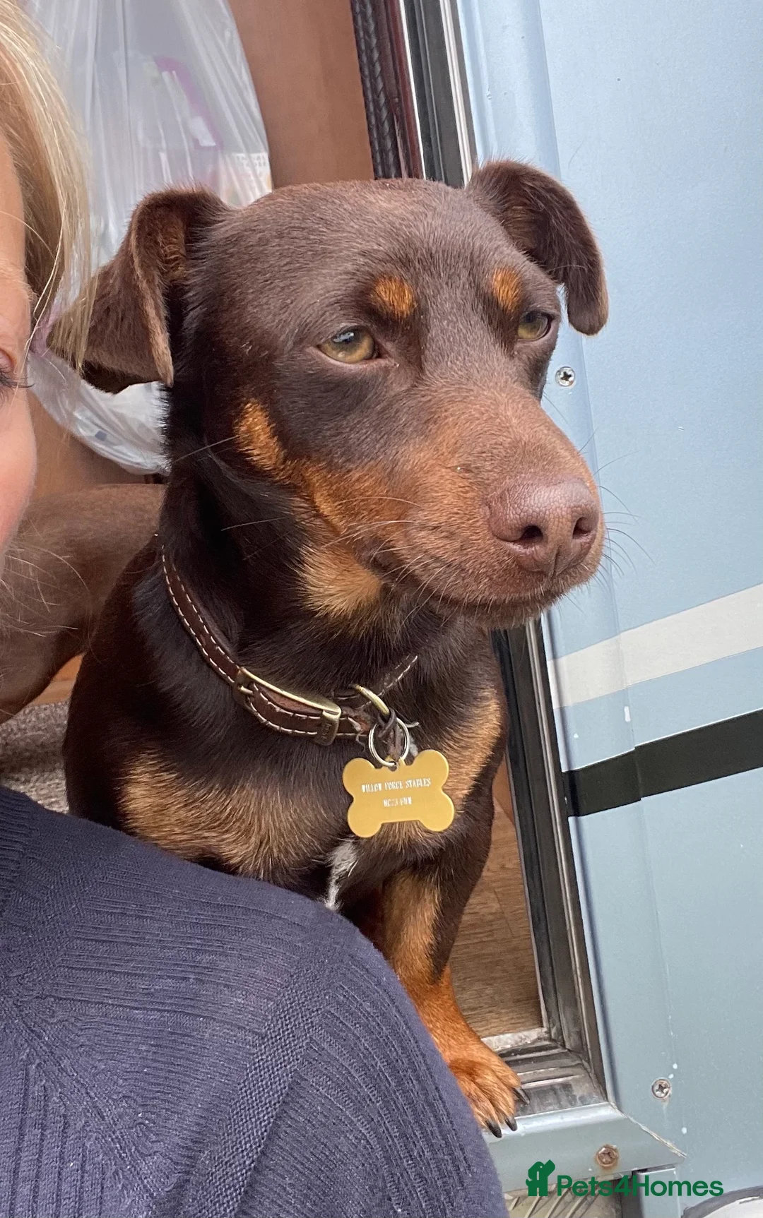 Jack Russell dogs for sale: Gorgeous miniature Jack Russel puppies ready now - Advert 3