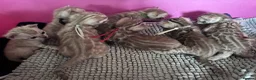 Bengal cats for sale: TICA Reg Bengal Kittens. Ready Next Month - Advert 1
