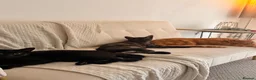 Bombay cats for sale: Beautiful cats looking for a new loving home - Advert 2