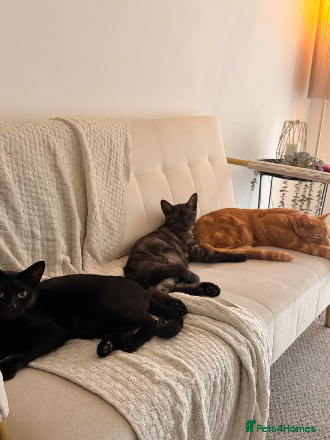 Bombay cats for sale: Beautiful cats looking for a new loving home - Advert 2
