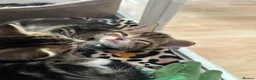 Mixed Breed cats for sale: Beautiful tabby kittens for sale - Advert 21