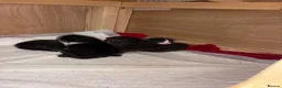 Mixed Breed cats for sale: 4 Beautiful tuxedo kittens  - Advert 3