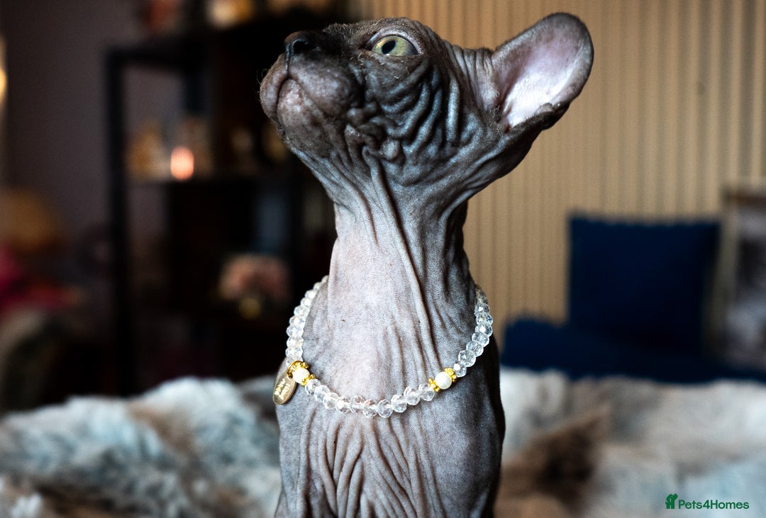 Sphynx cats for sale: 🌟 Stunning Sphynx & Elf Kittens  - Advert 24