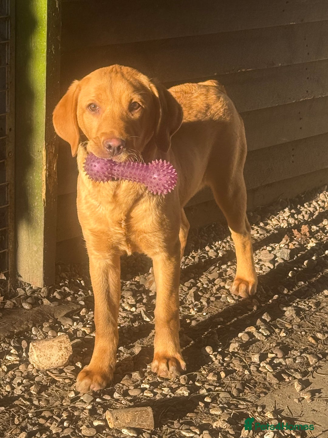 Labrador Retriever dogs for sale: Roger the Fox Red Lab - Advert 4