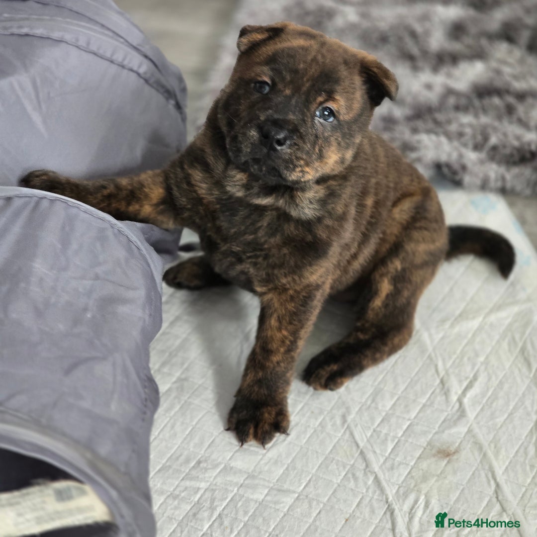 Mixed Breed dogs for sale: Chaffy puppies - Advert 24