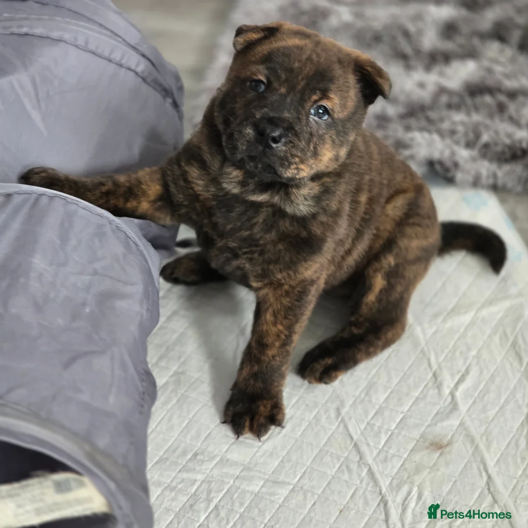 Mixed Breed dogs for sale: Chaffy puppies - Advert 22